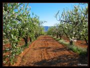 Campo de Almendros